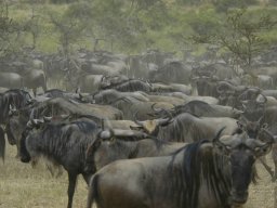 Western_Corridor_(Kirawira)2003-053